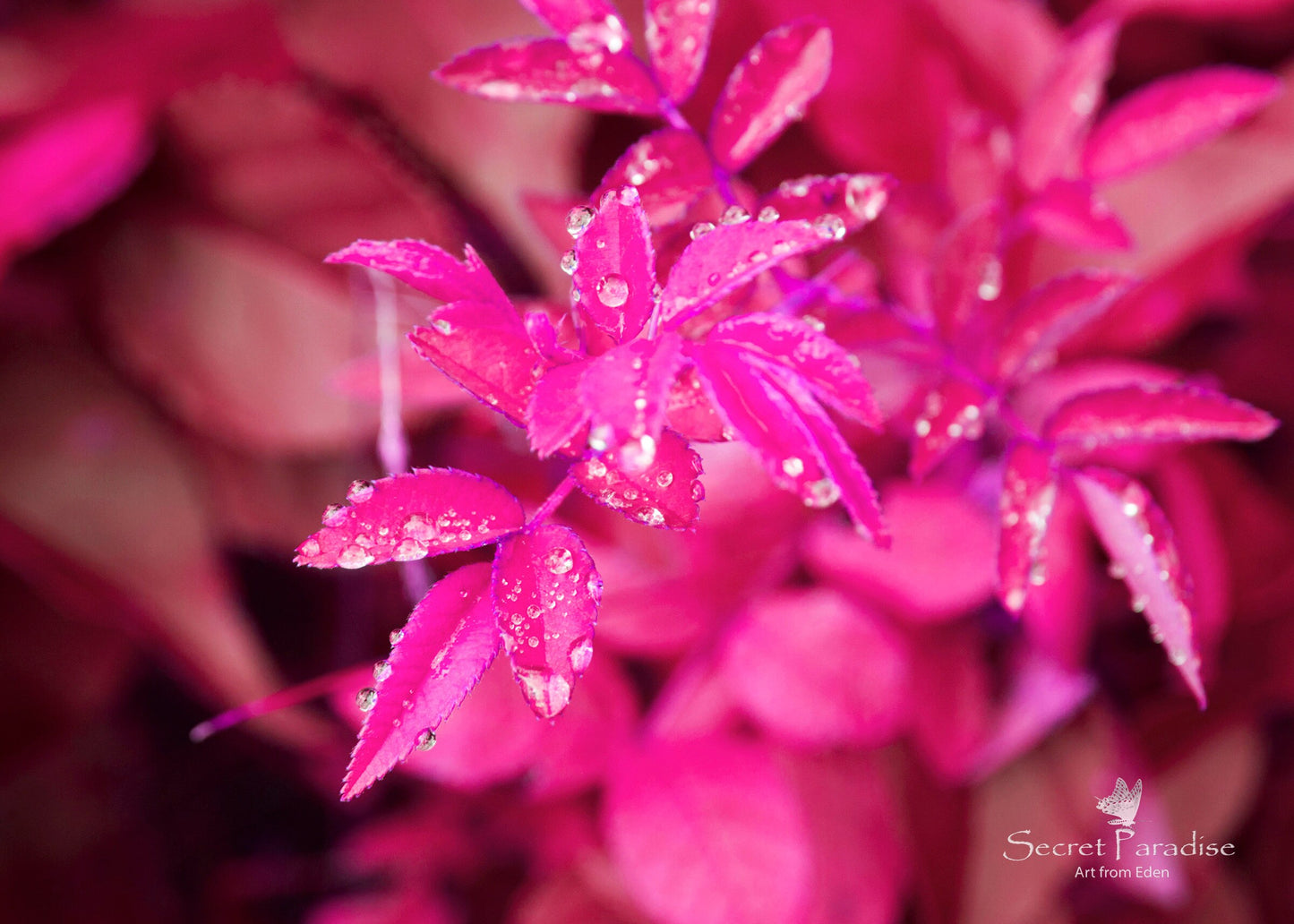 Printable Art Shots - Nature's Babies