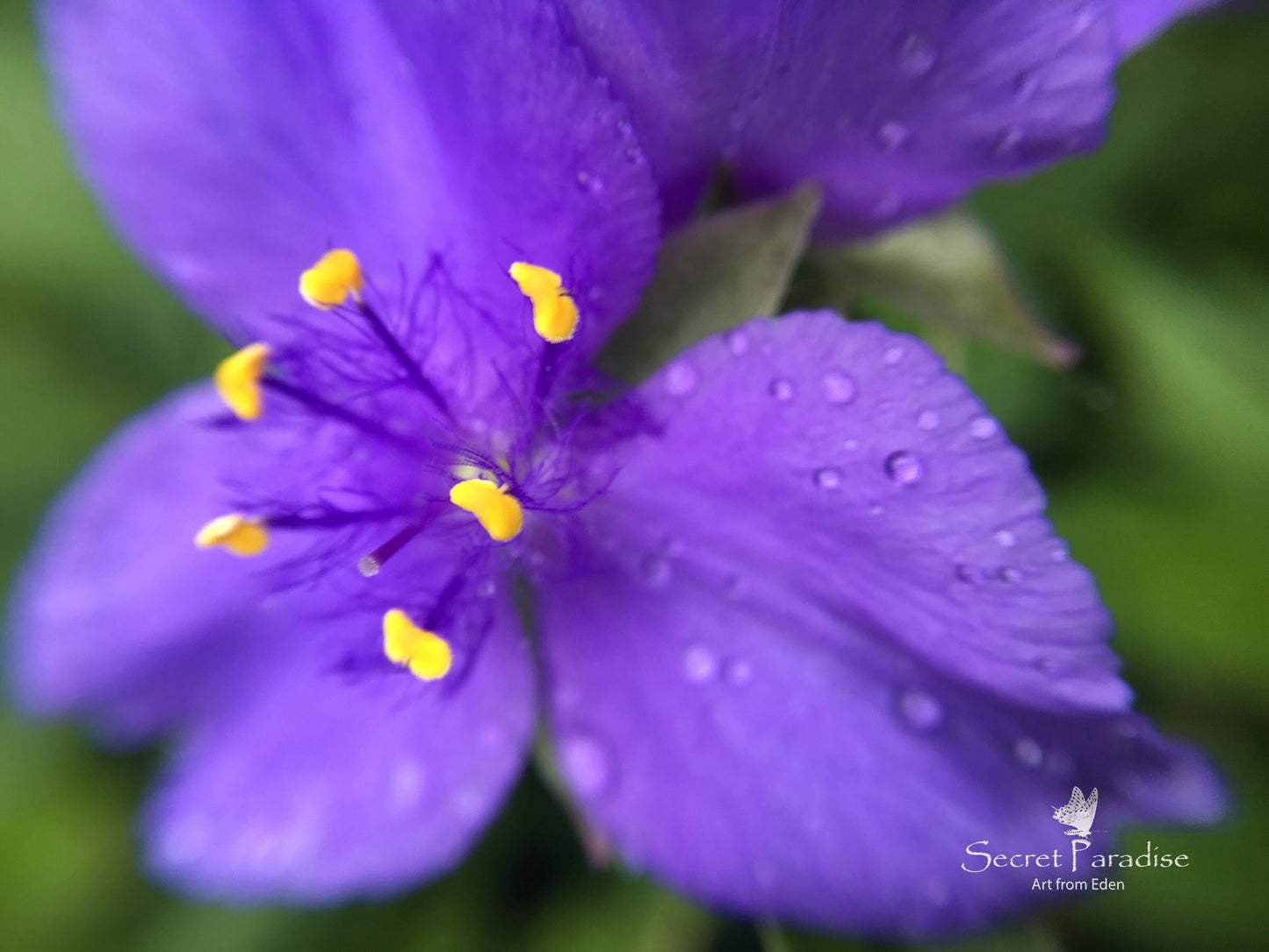 Printable Art Shots - Floral Beauties