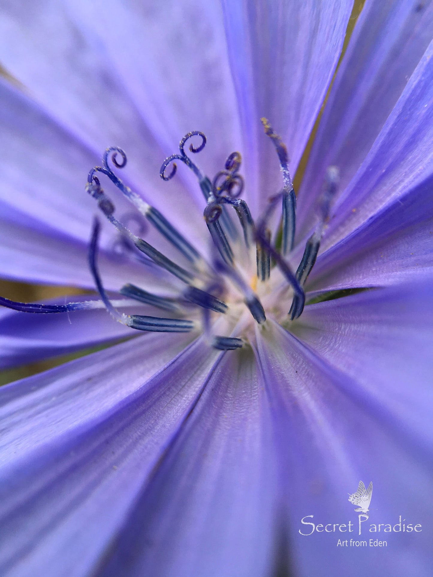 Printable Art Shots - Floral Beauties