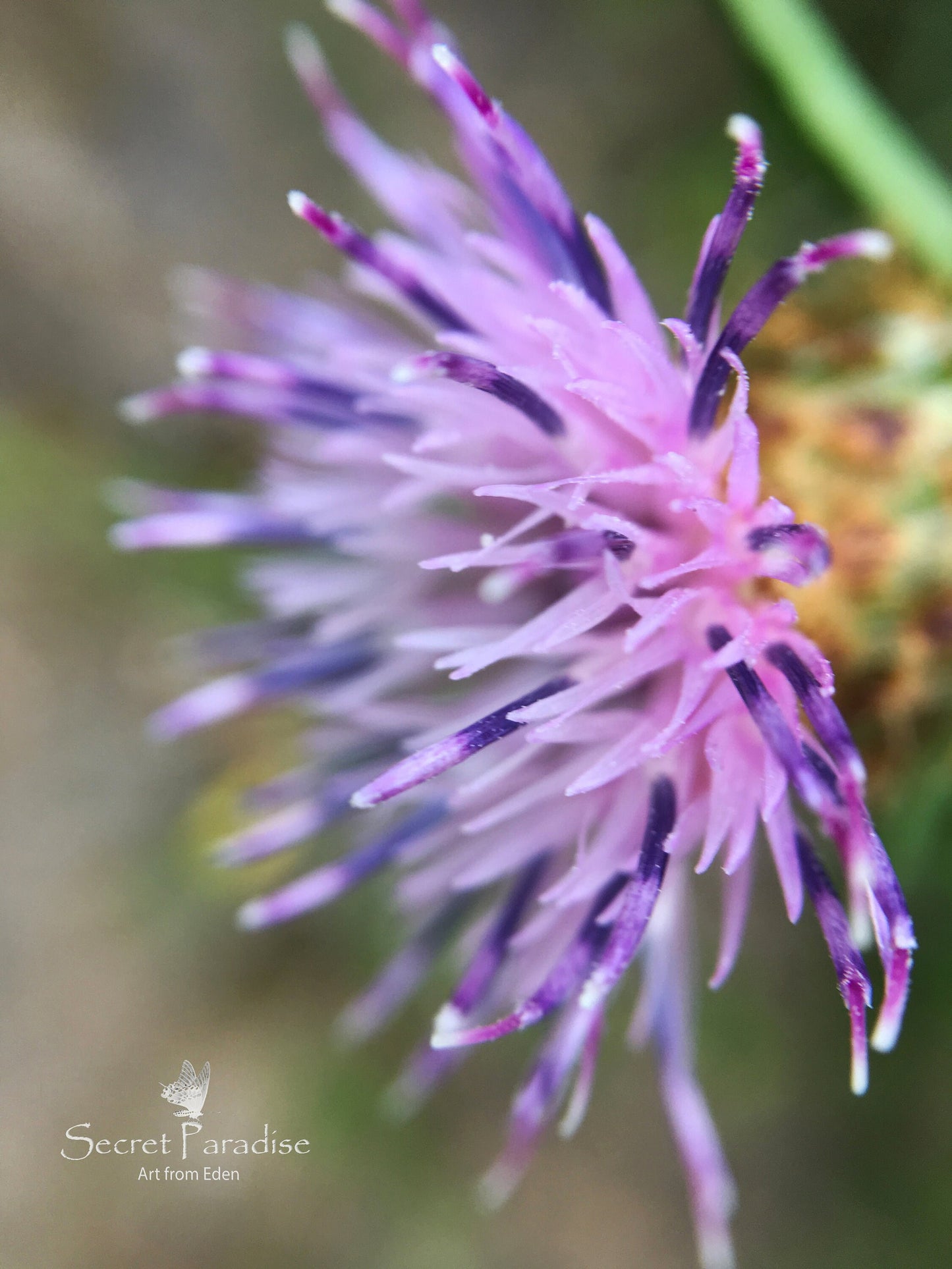 Printable Art Shots - Floral Beauties