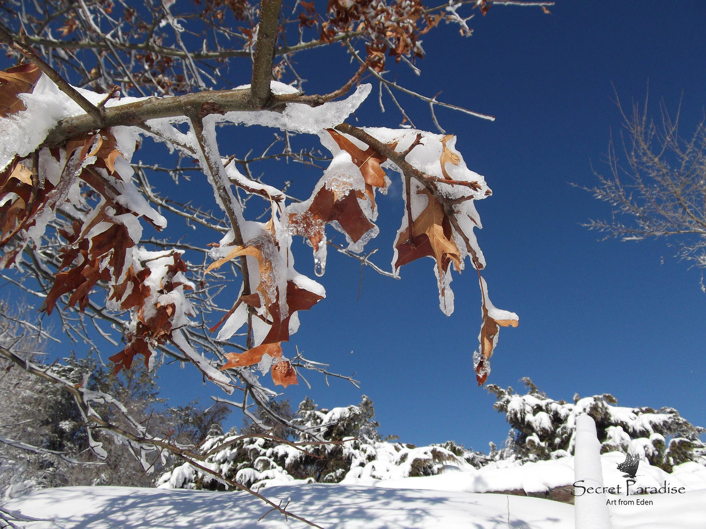 Printable Digital Art Shots -Winter