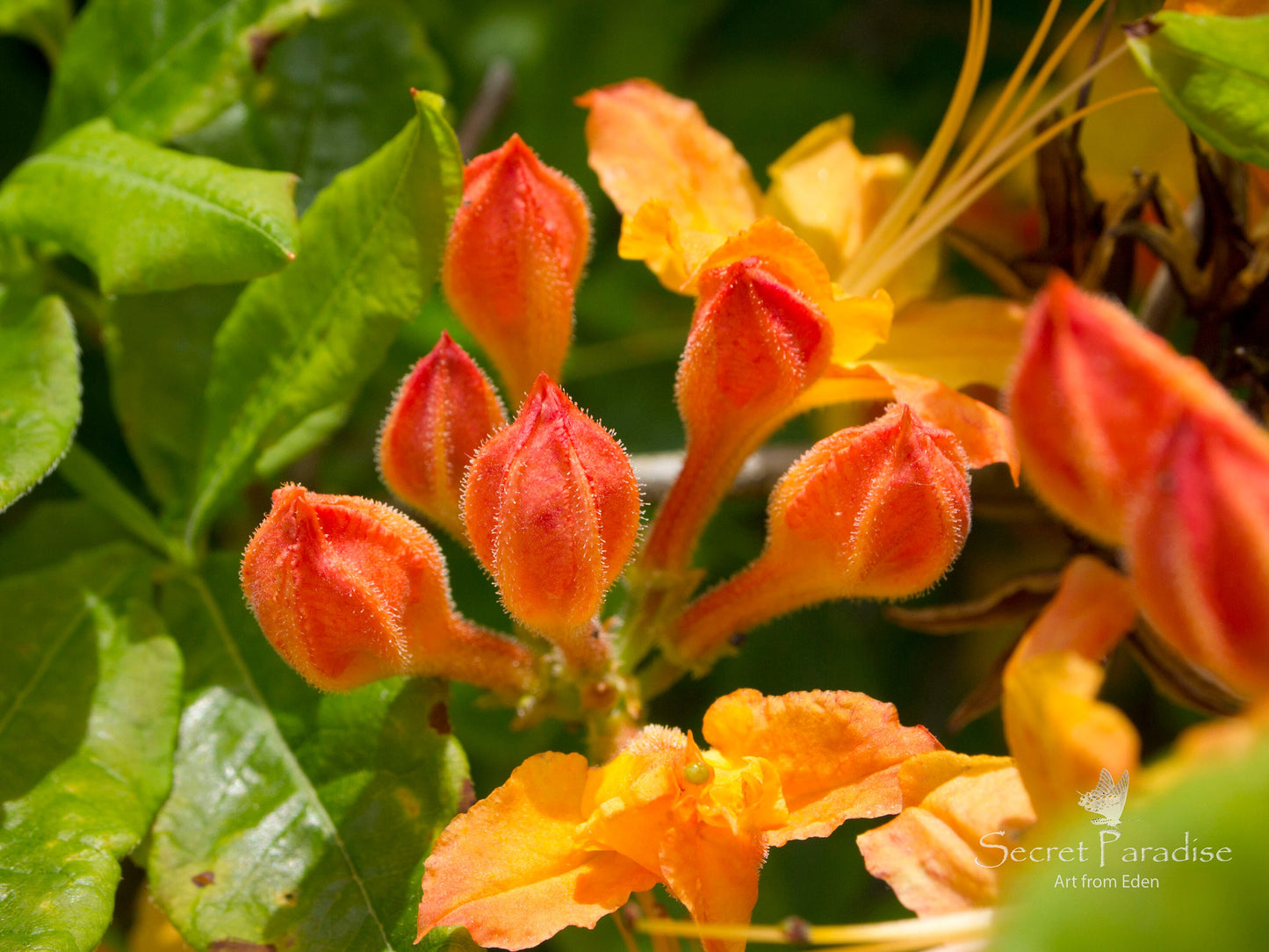 Printable Art Shots - Nature's Babies