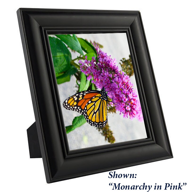 Art Print Butterfly- from a Secret Paradise - Black Wood Frames