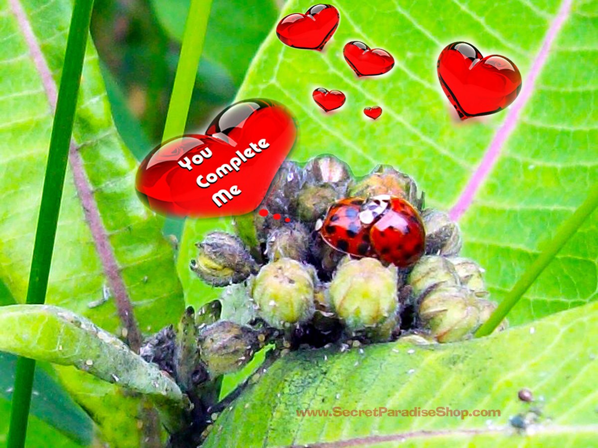 Valentine's Day is for all Lovers