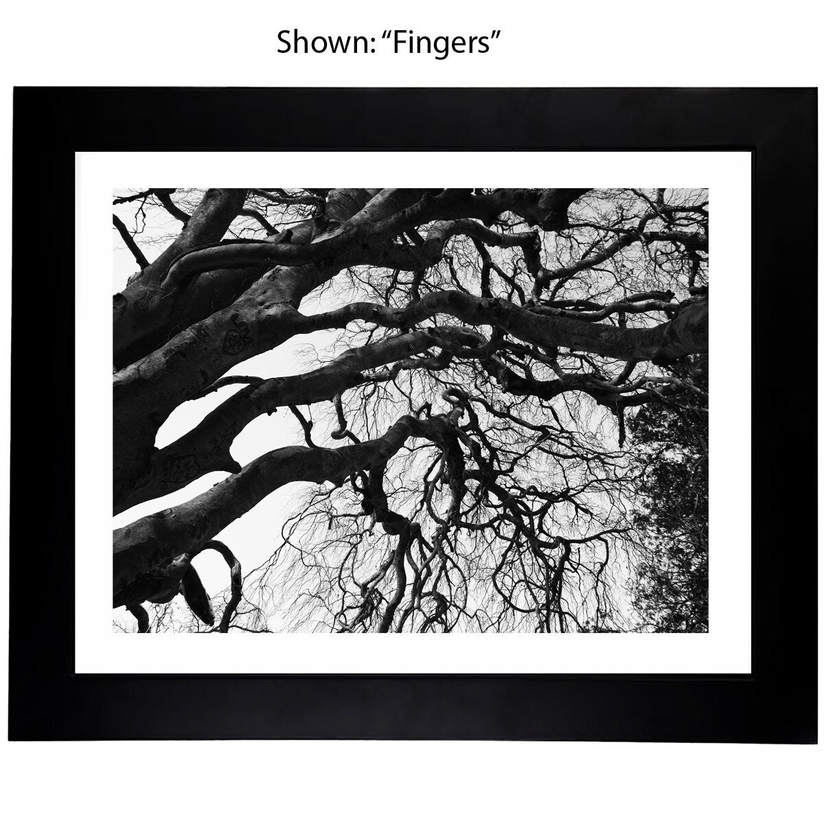 Black & White Art Photography - From a Secret Paradise - Framed Tree Art