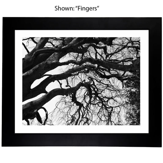 Black & White Art Photography - From a Secret Paradise - Framed Tree Art