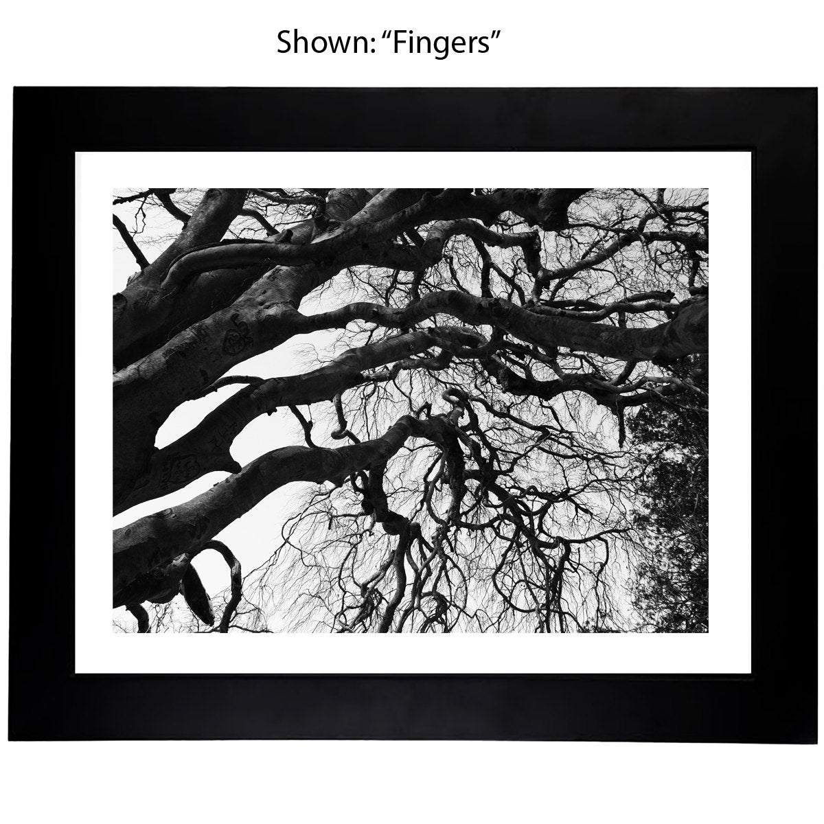Black & White Art Photography - Trees From a Secret Paradise - Framed Art