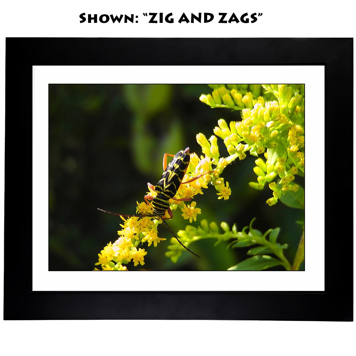 Framed Art Prints - From a Secret Paradise Garden