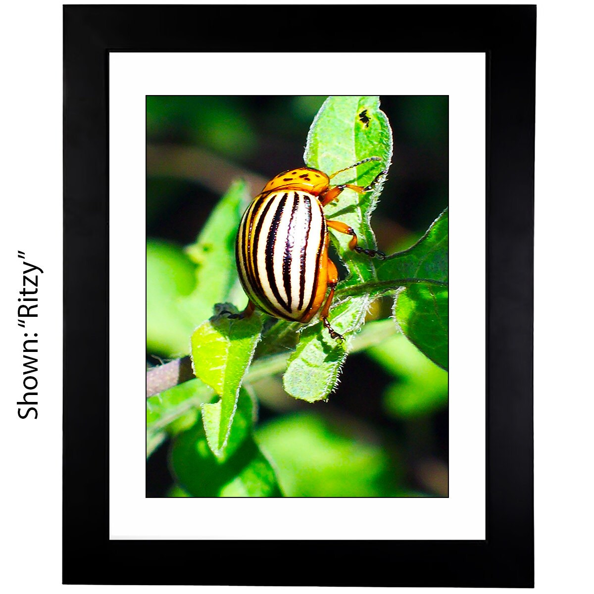 Framed Art Prints - From a Secret Paradise Garden