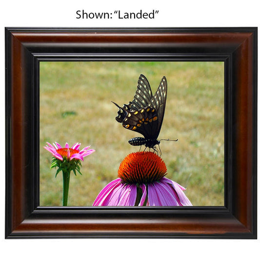 Butterfly Art Prints - From a Secret Paradise - Wall Frames